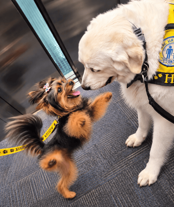 Holly’s Boeing Buddy Brigade: A Canine Comfort Crew on&nbsp;Duty