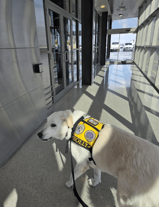 Inside Holly’s Shift as Will Rogers’ Beloved Airport Comfort&nbsp;Dog